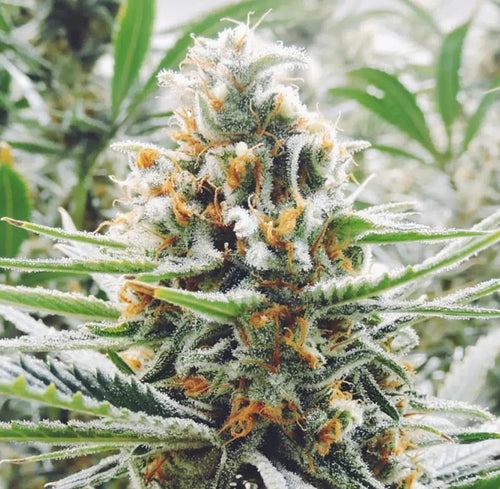 AMNESIA HAZE - Féminisées
