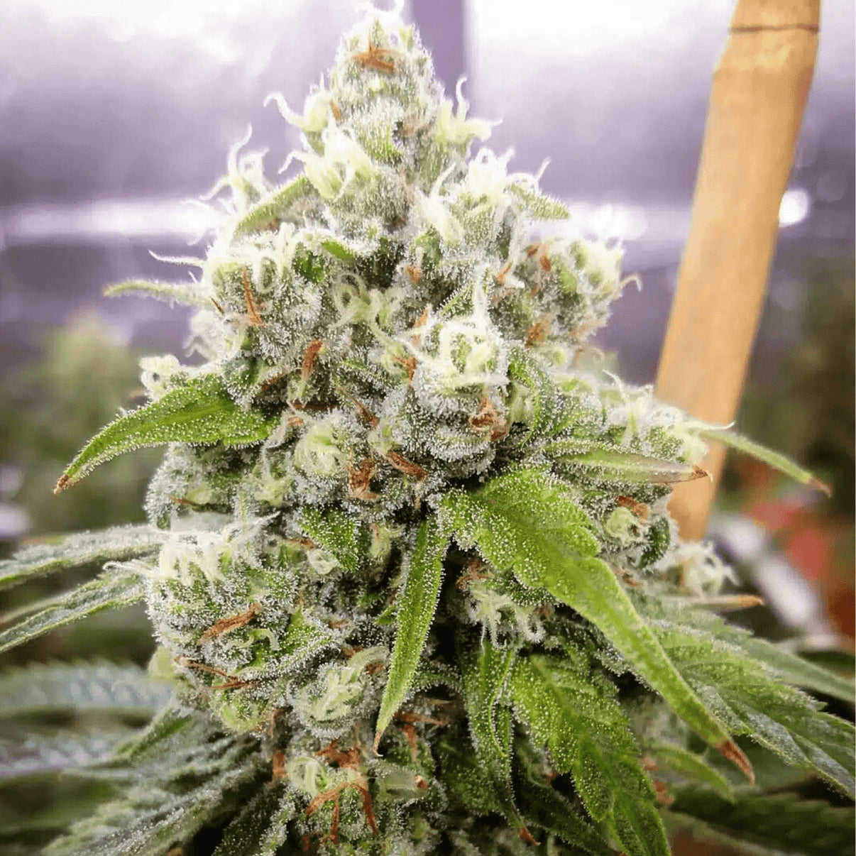 JACK HERRER SUPLY - Féminisées