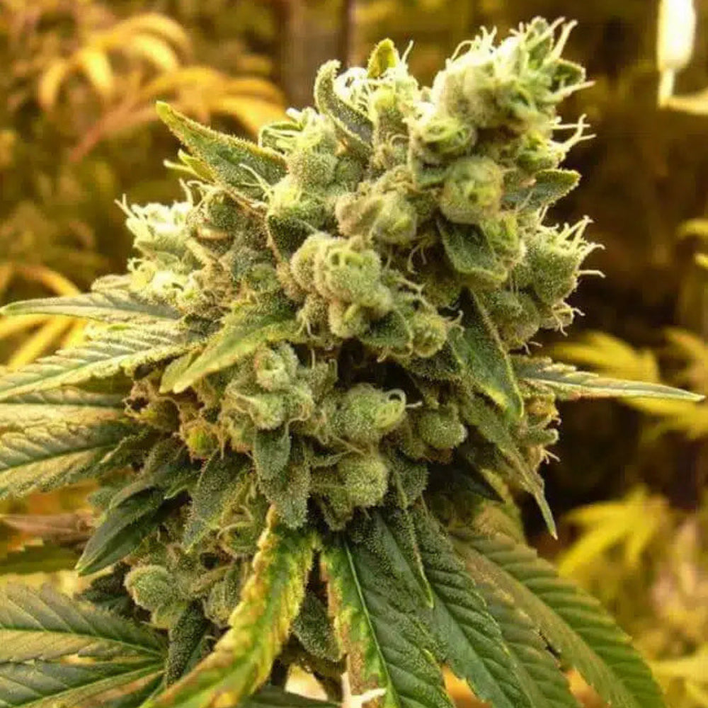 SOUR DIESEL - Féminisées