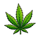 CBD+